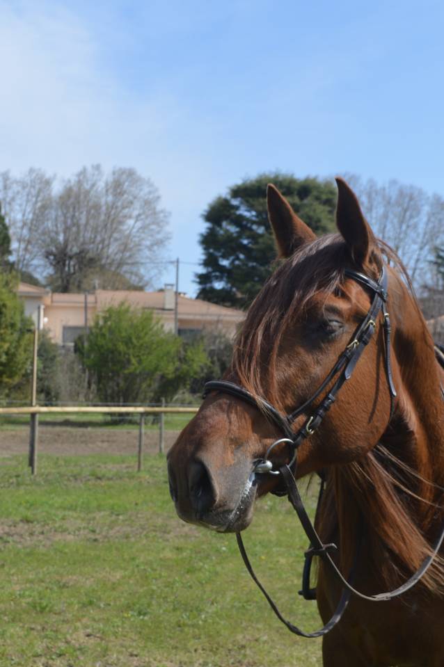 Entire PRE Pure Spanish Bred For sale 2021 Chesnut