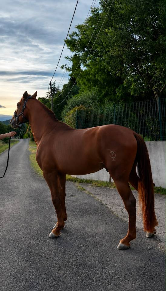 Entire PRE Pure Spanish Bred For sale 2021 Chesnut