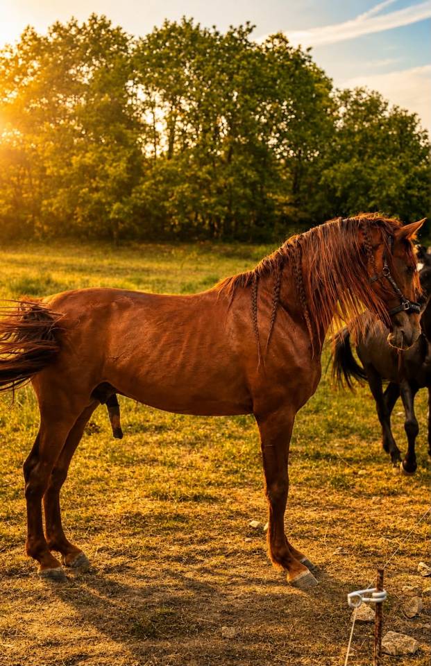 Entire PRE Pure Spanish Bred For sale 2021 Chesnut