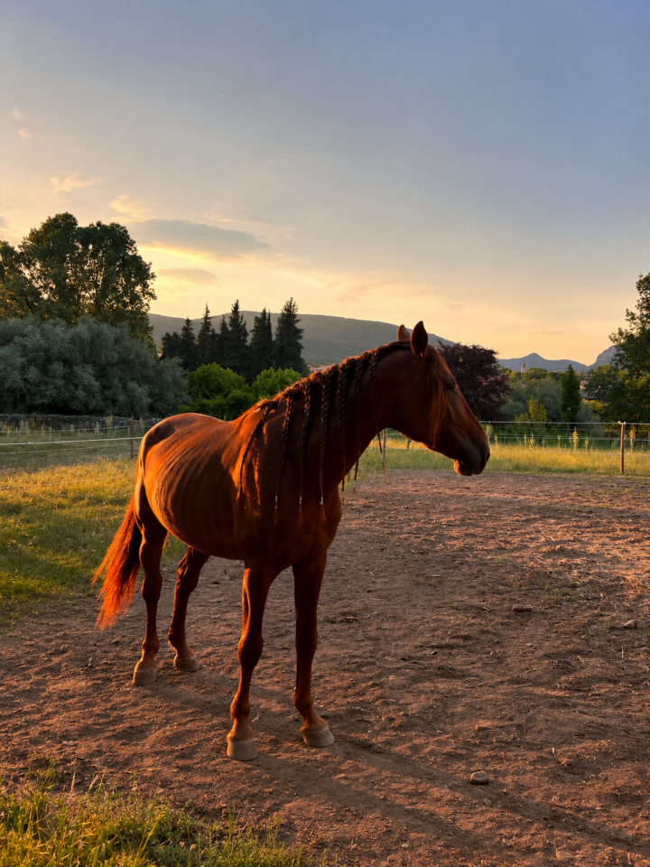 Entire PRE Pure Spanish Bred For sale 2021 Chesnut