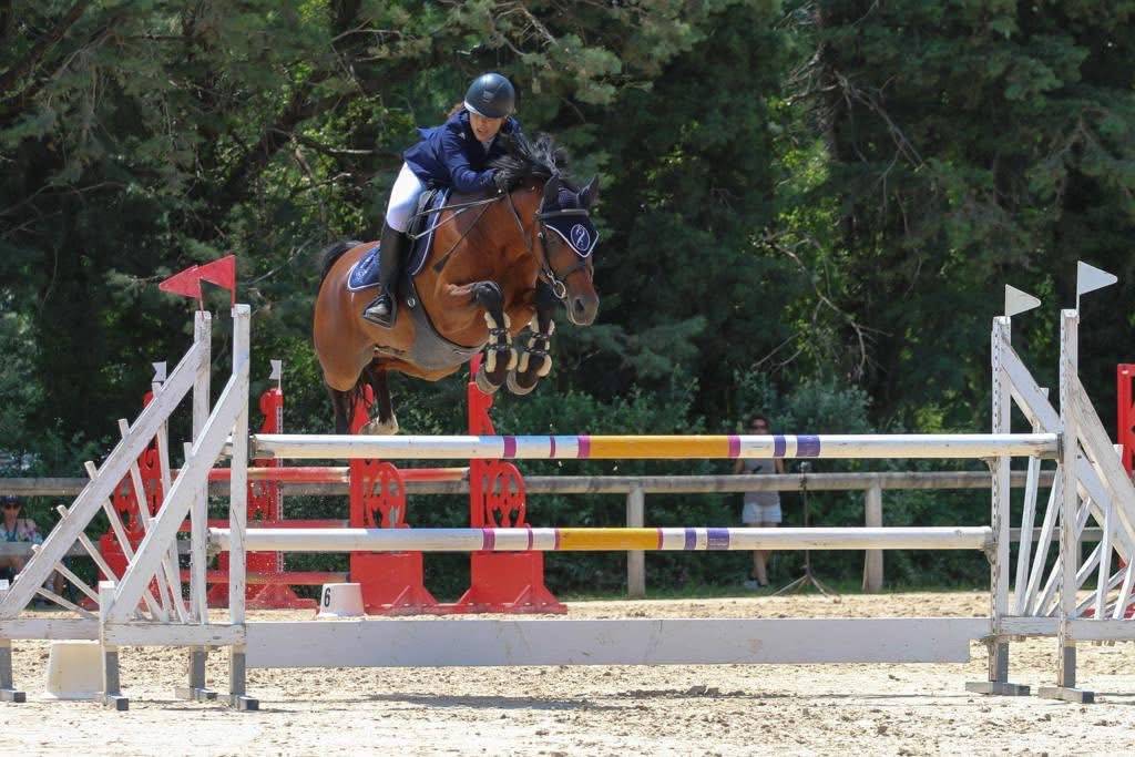 Gelding Belgian Riding Pony For sale 2016 Bay