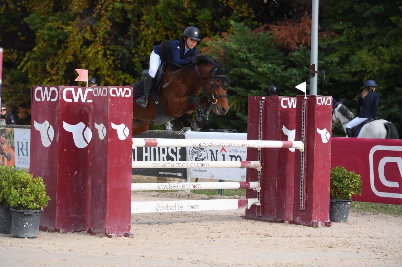 Gelding Belgian Riding Pony For sale 2016 Bay