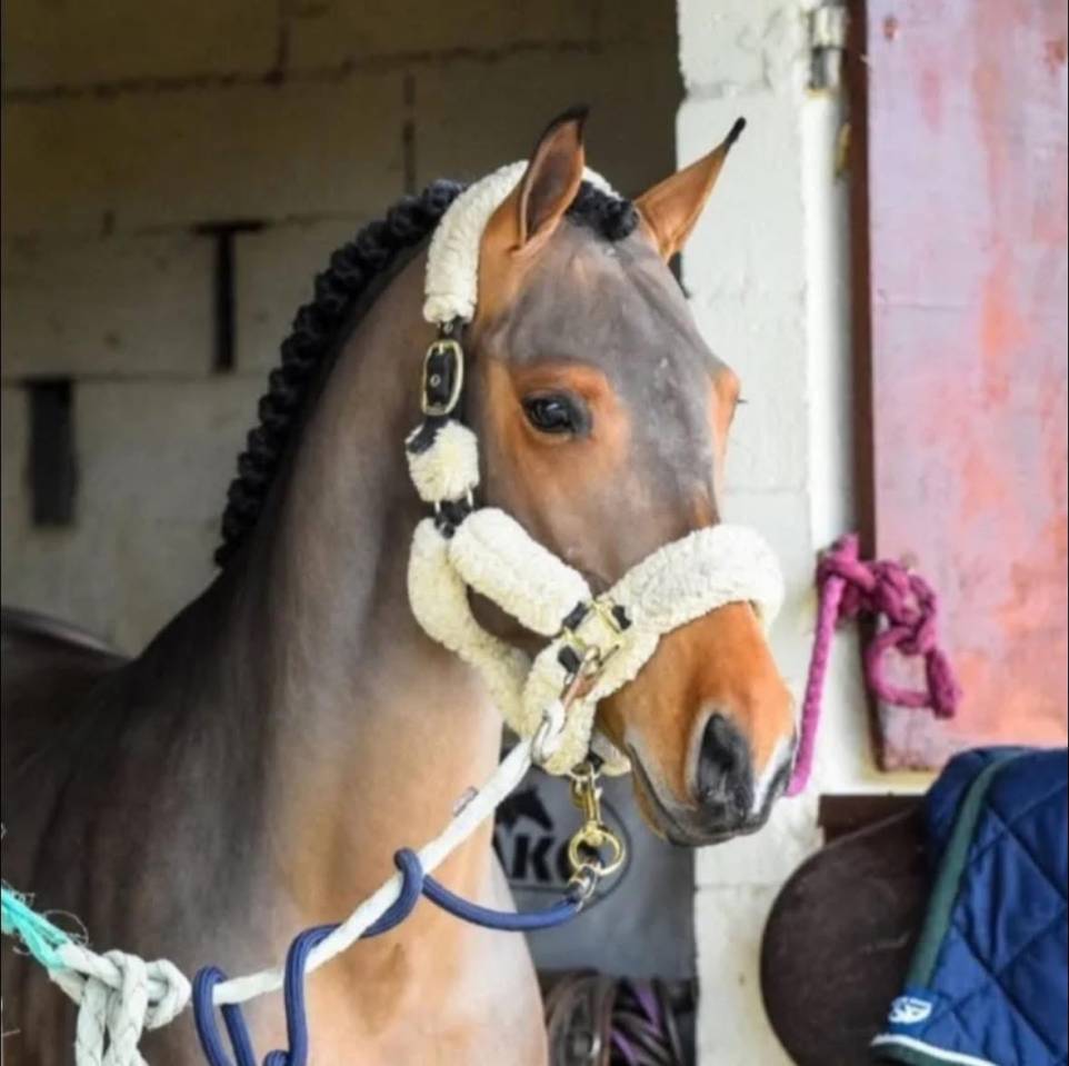 Gelding Belgian Riding Pony For sale 2016 Bay