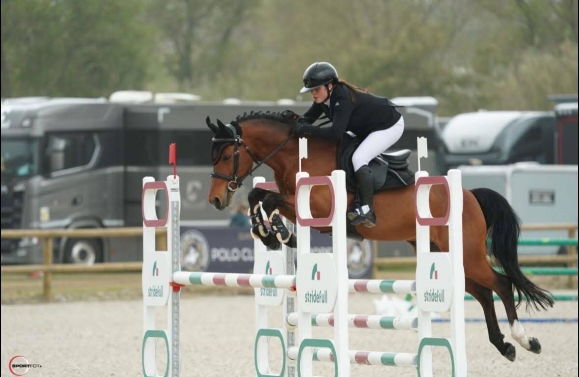 Gelding Belgian Riding Pony For sale 2016 Bay