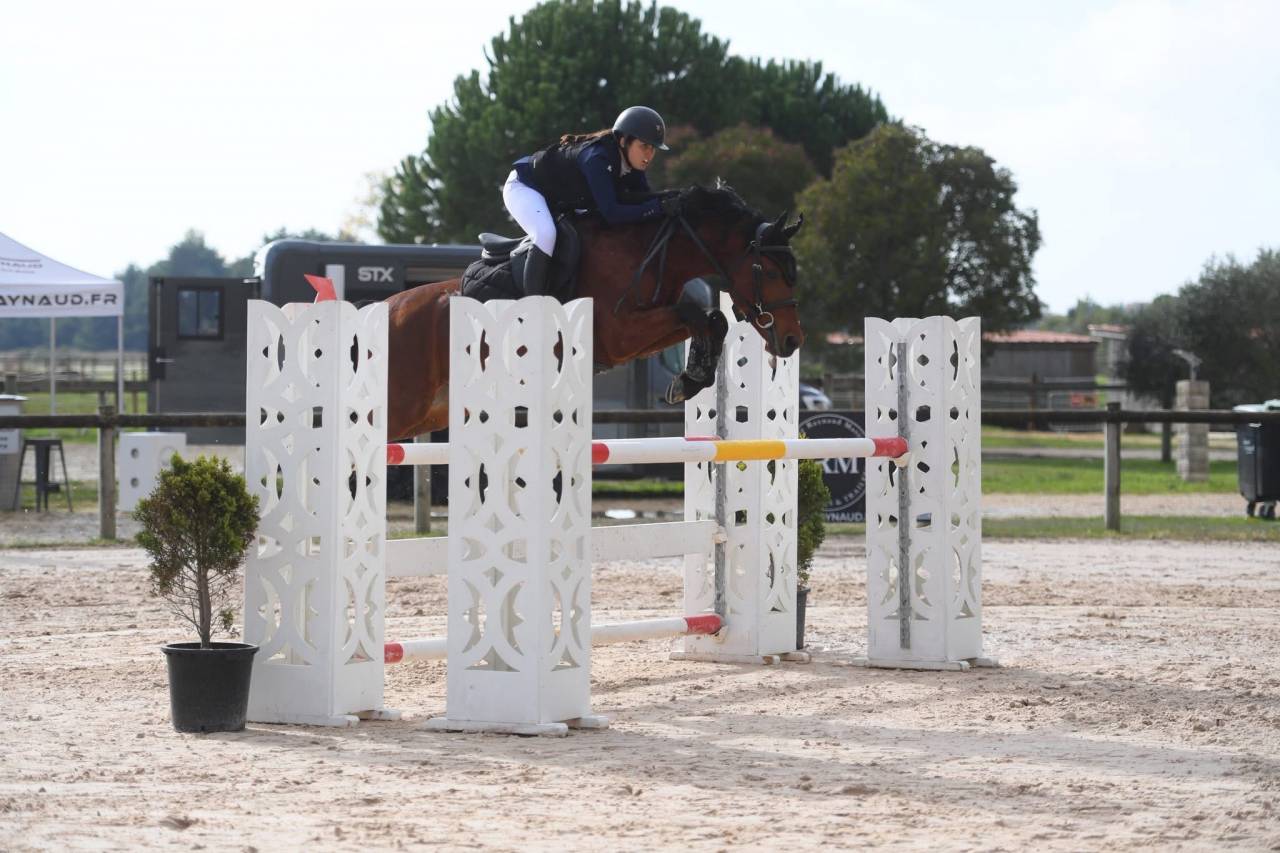 Gelding Belgian Riding Pony For sale 2016 Bay