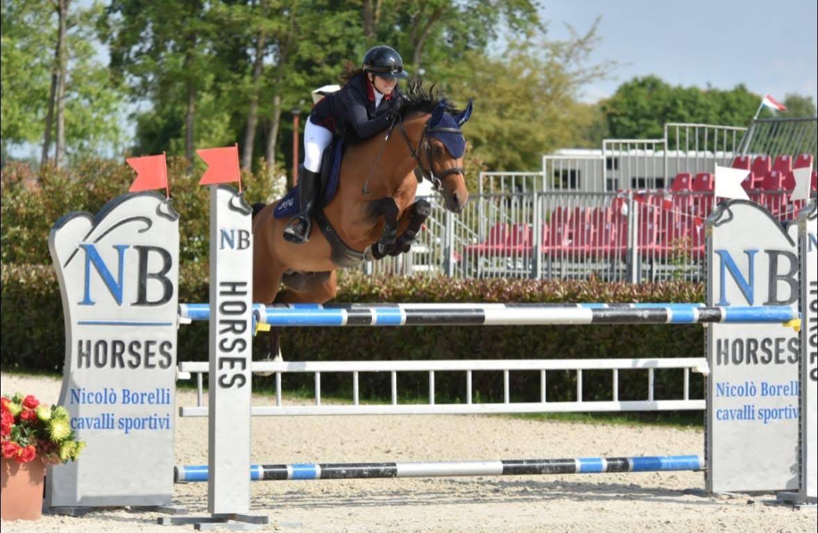 Gelding Belgian Riding Pony For sale 2016 Bay