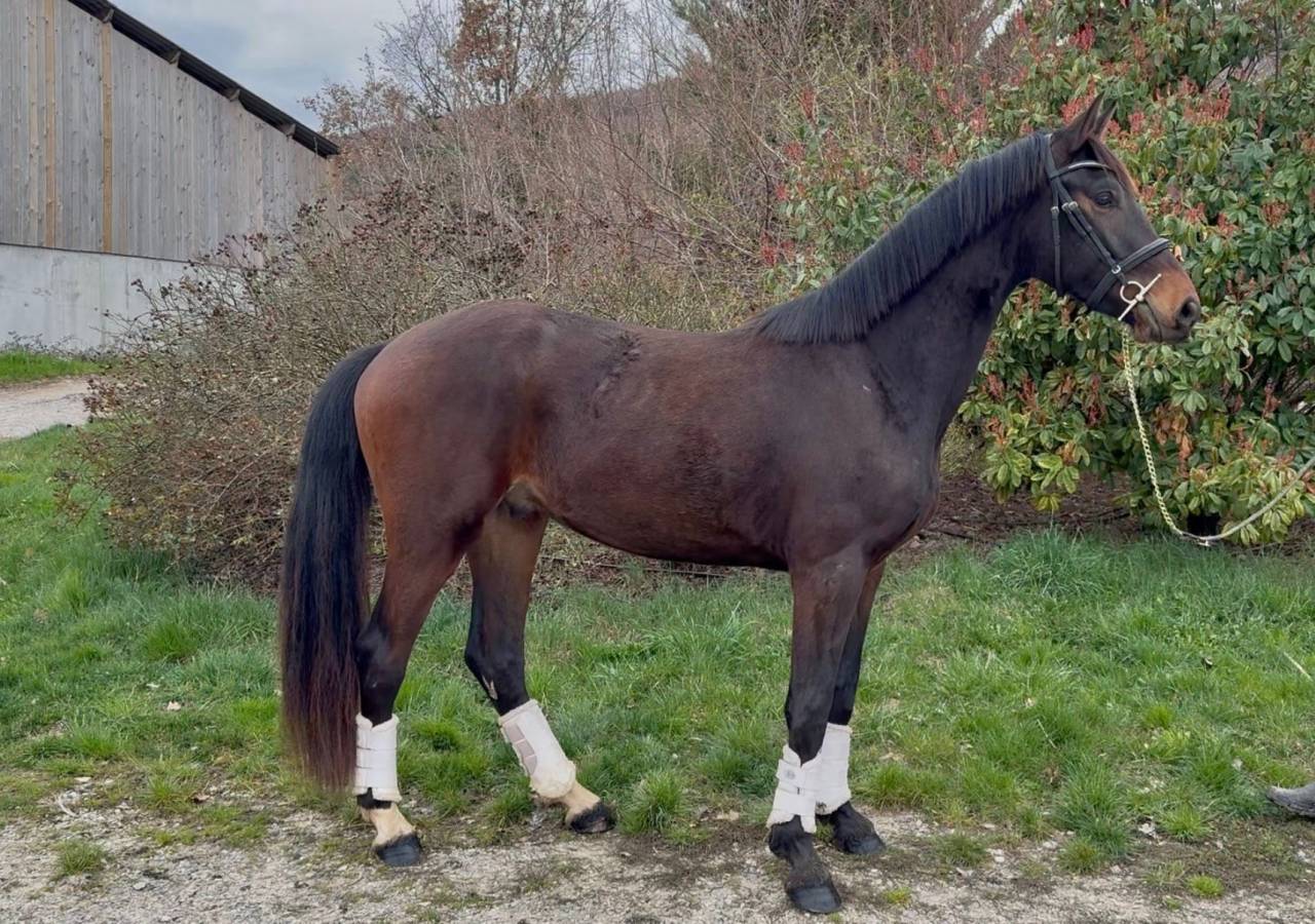 Gelding KWPN Dutch Warmblood For sale 2023 Dark Bay