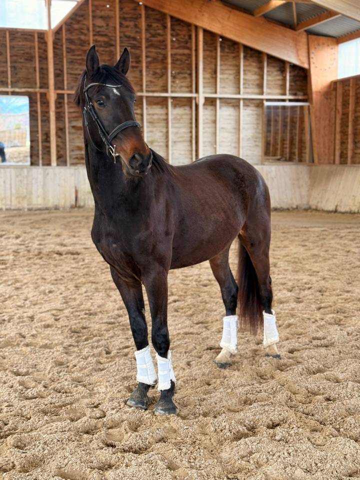 Gelding KWPN Dutch Warmblood For sale 2023 Dark Bay