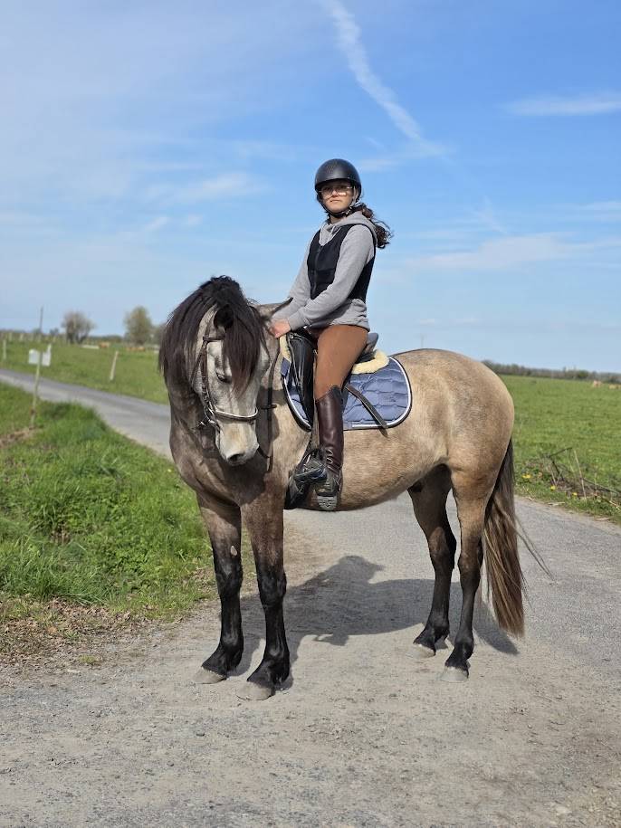 Gelding PRE Pure Spanish Bred For sale 2022 Buckskin