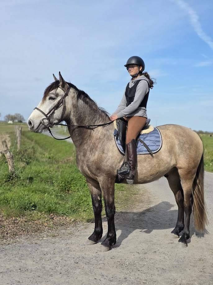 Gelding PRE Pure Spanish Bred For sale 2022 Buckskin