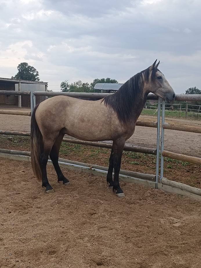 Gelding PRE Pure Spanish Bred For sale 2022 Buckskin