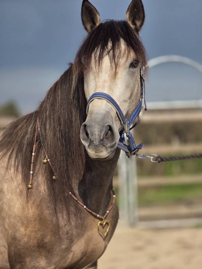 Gelding PRE Pure Spanish Bred For sale 2022 Buckskin