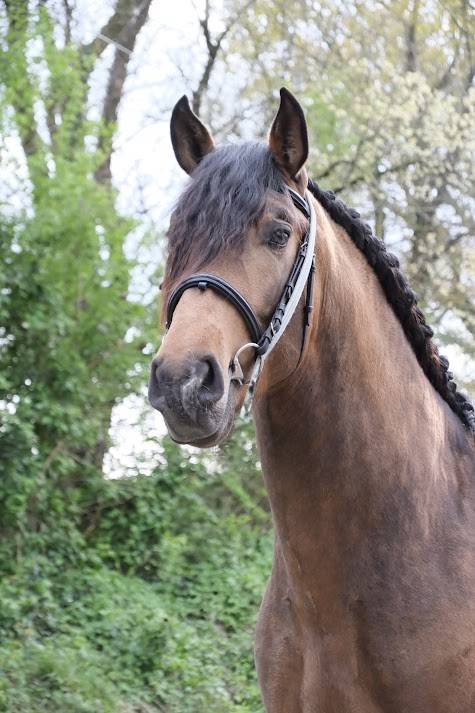 Entire PRE Pure Spanish Bred For sale 2022 Buckskin