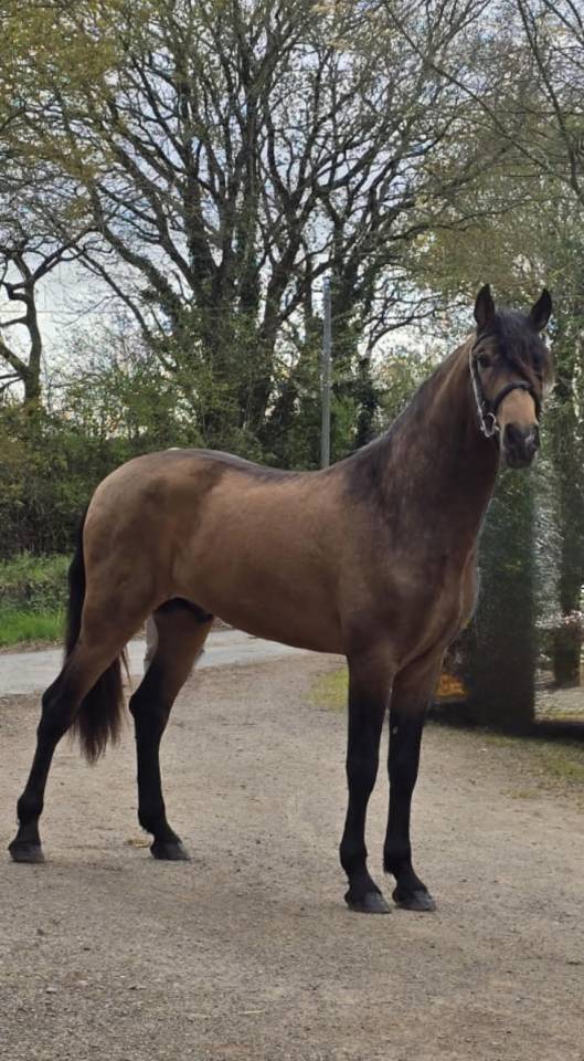 Entire PRE Pure Spanish Bred For sale 2022 Buckskin