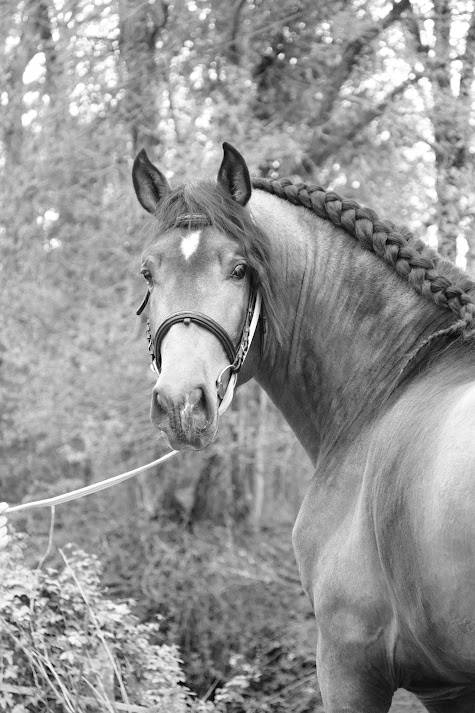 Entire PRE Pure Spanish Bred For sale 2022 Buckskin