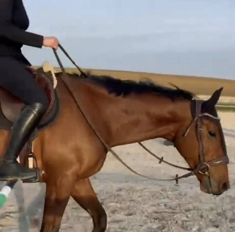 Gelding Thoroughbred For sale 2021 Bay