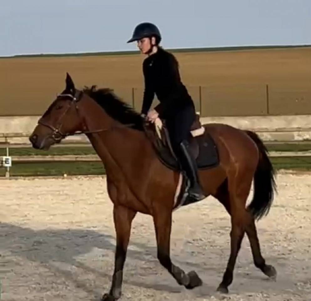Gelding Thoroughbred For sale 2021 Bay