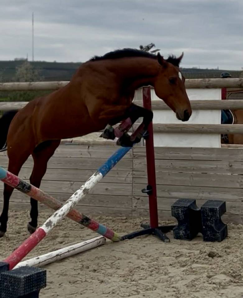 Gelding Thoroughbred For sale 2021 Bay