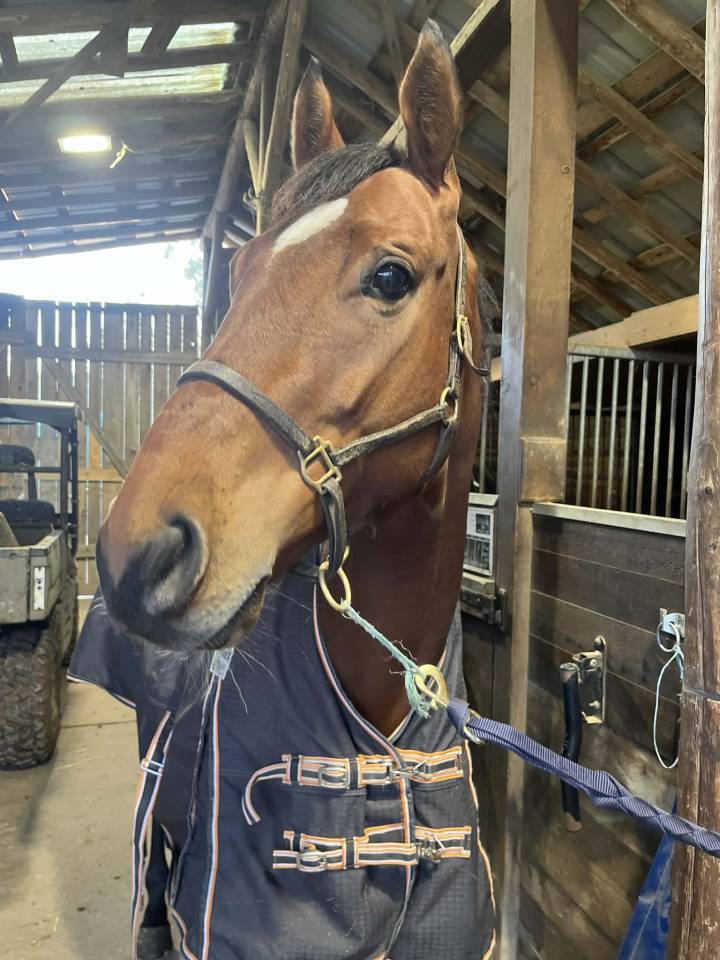 Gelding Thoroughbred For sale 2021 Bay