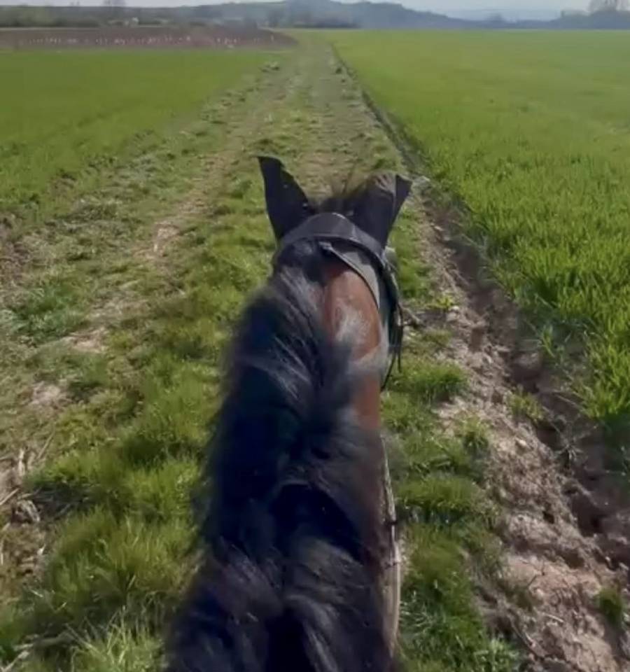 Gelding Thoroughbred For sale 2021 Bay