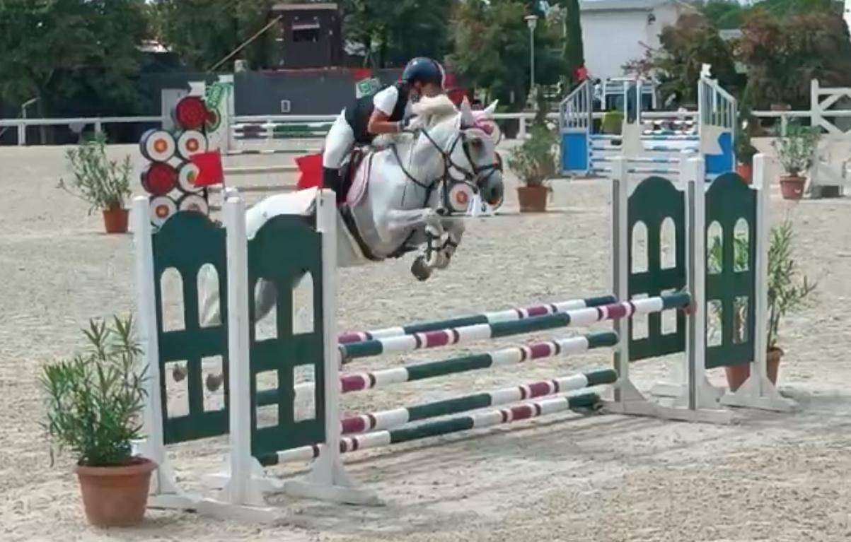 Mare Connemara For sale 2011 Grey