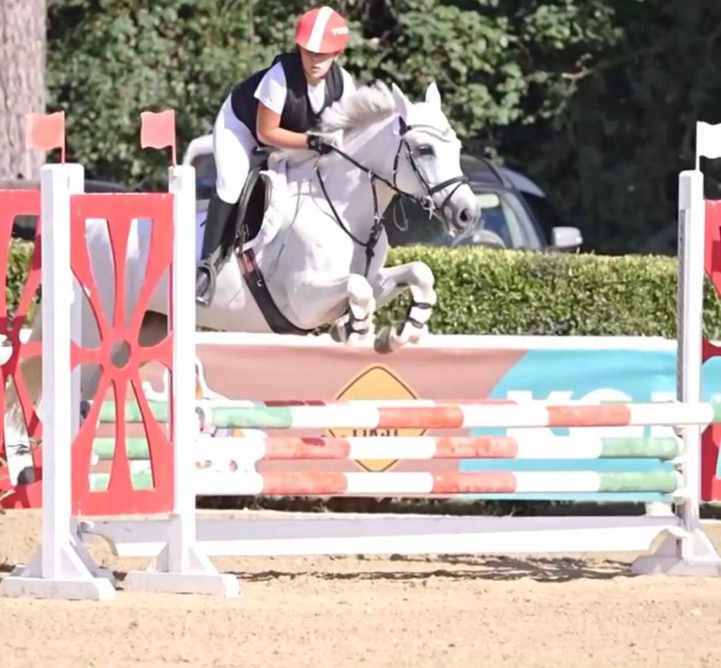 Mare Connemara For sale 2011 Grey