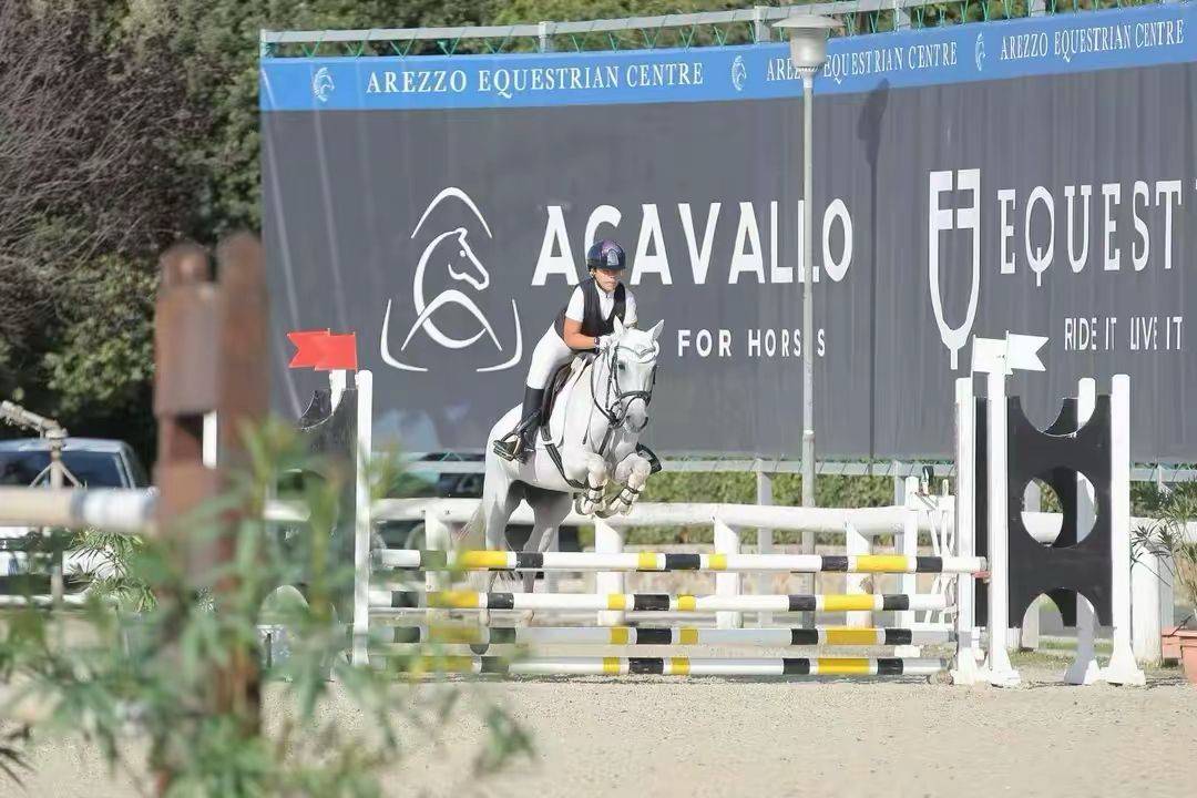 Mare Connemara For sale 2011 Grey