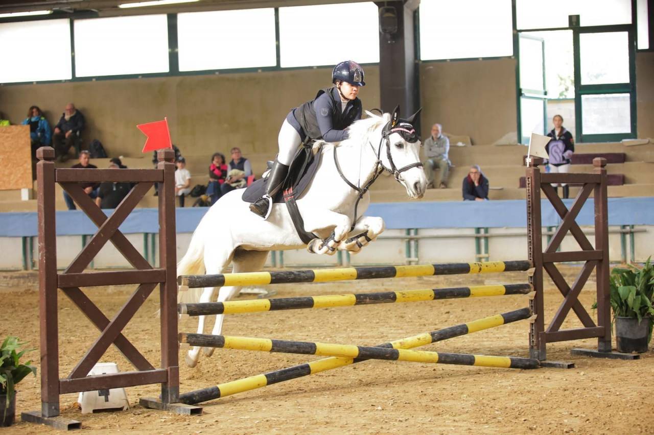 Mare Connemara For sale 2011 Grey