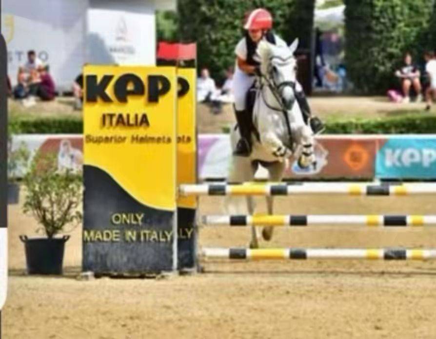 Mare Connemara For sale 2011 Grey