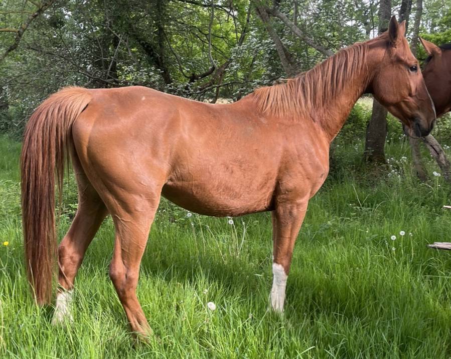 Gelding Selle Fran&ccedil;ais For sale 2021 Chesnut