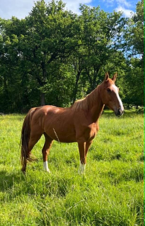Gelding Selle Fran&ccedil;ais For sale 2021 Chesnut