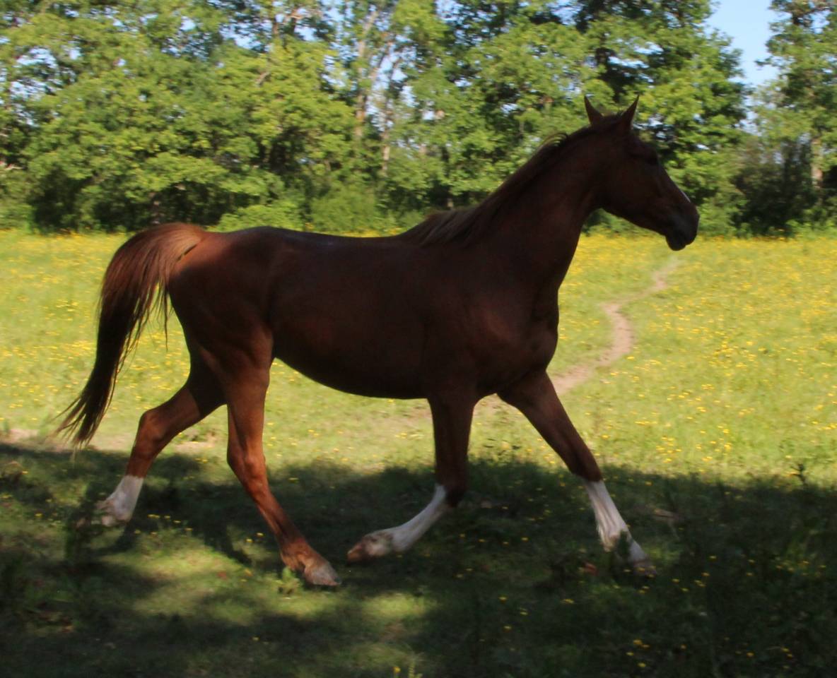 Gelding Selle Fran&ccedil;ais For sale 2021 Chesnut