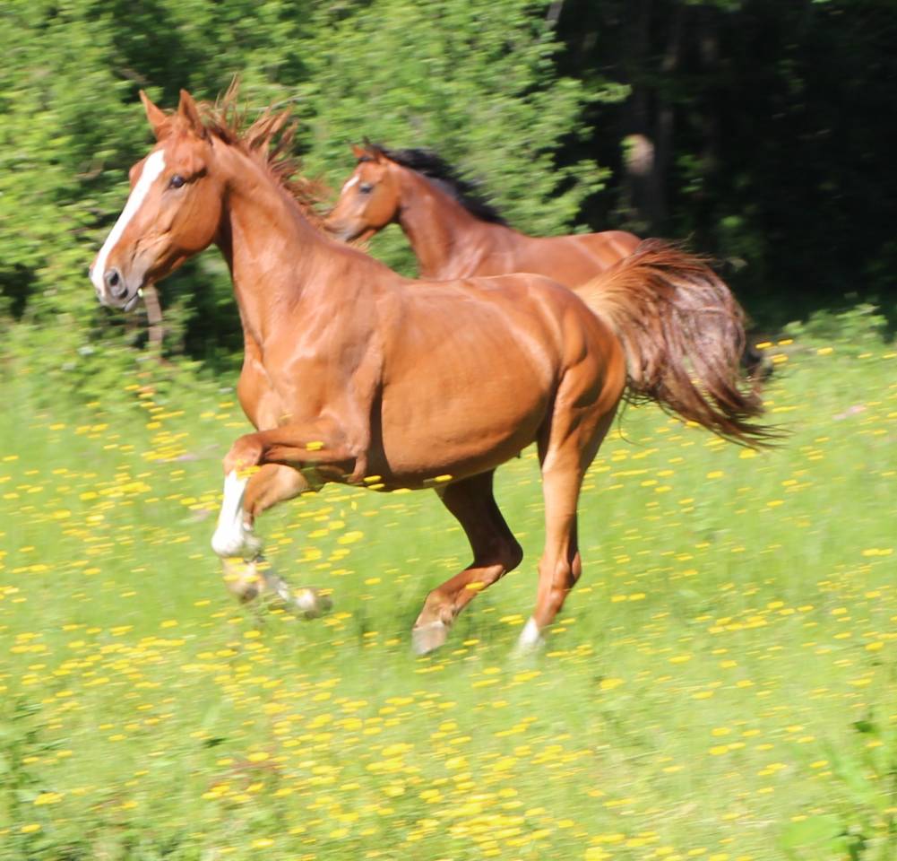 Gelding Selle Fran&ccedil;ais For sale 2021 Chesnut