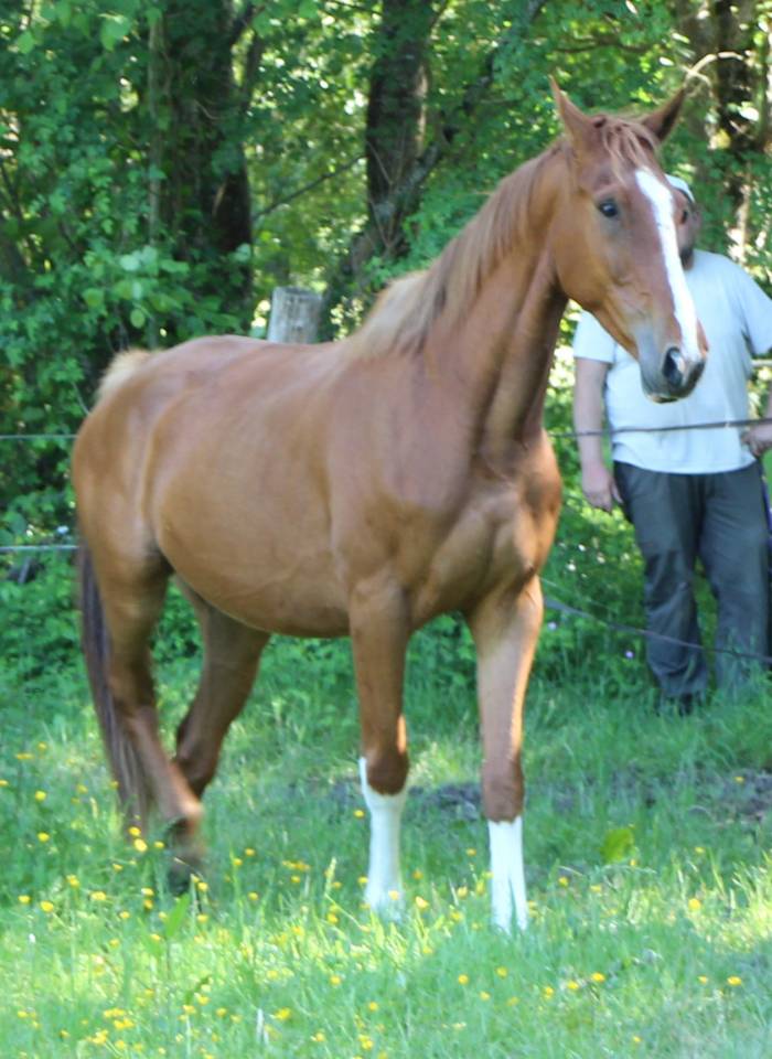 Gelding Selle Fran&ccedil;ais For sale 2021 Chesnut