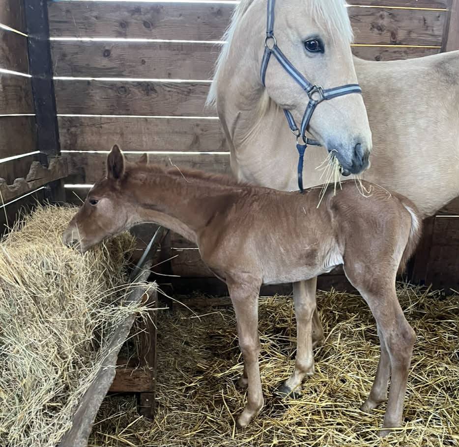 Filly Selle Fran&ccedil;ais For sale 2026 Chesnut