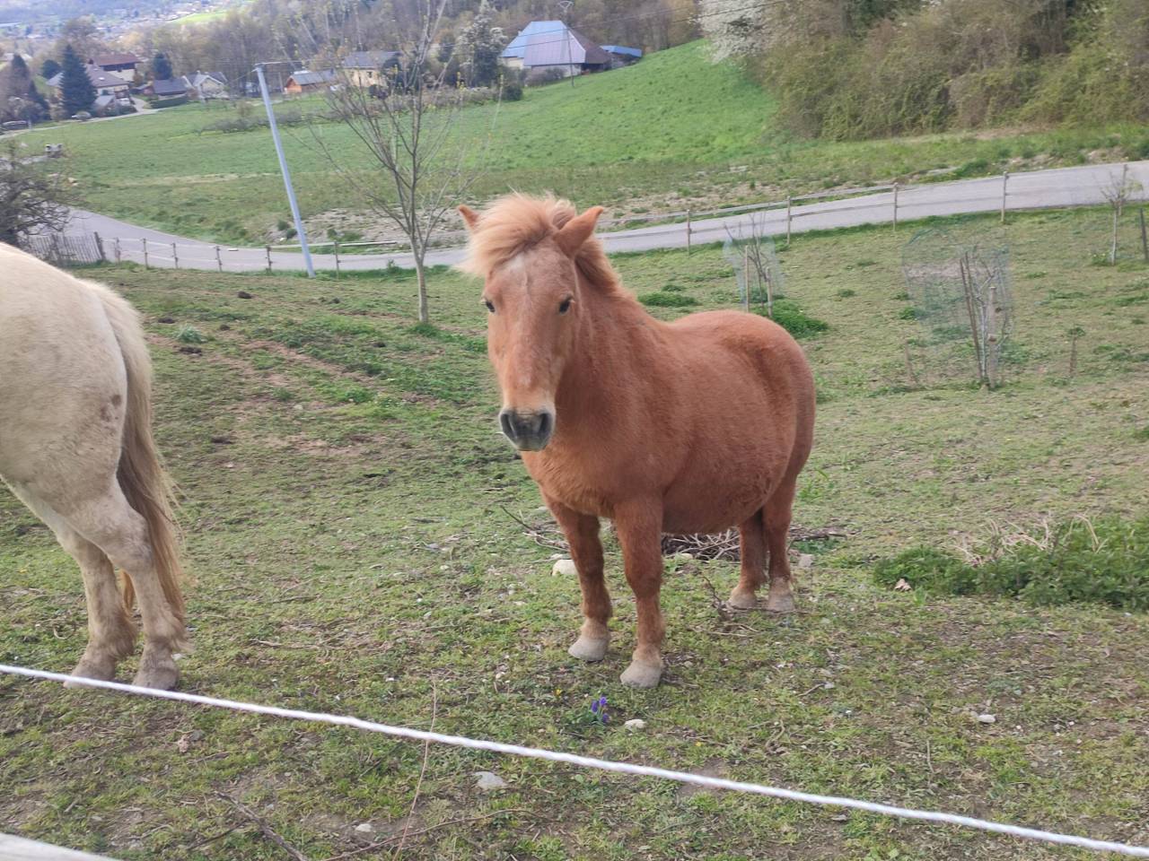 Mare Origin Recorded For sale 2004 Bay