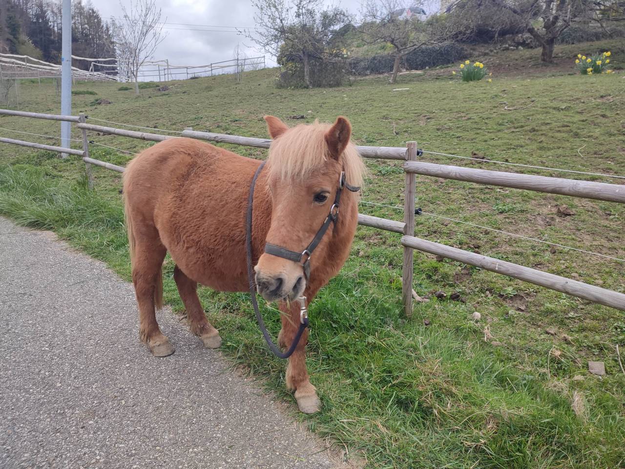 Mare Origin Recorded For sale 2004 Bay