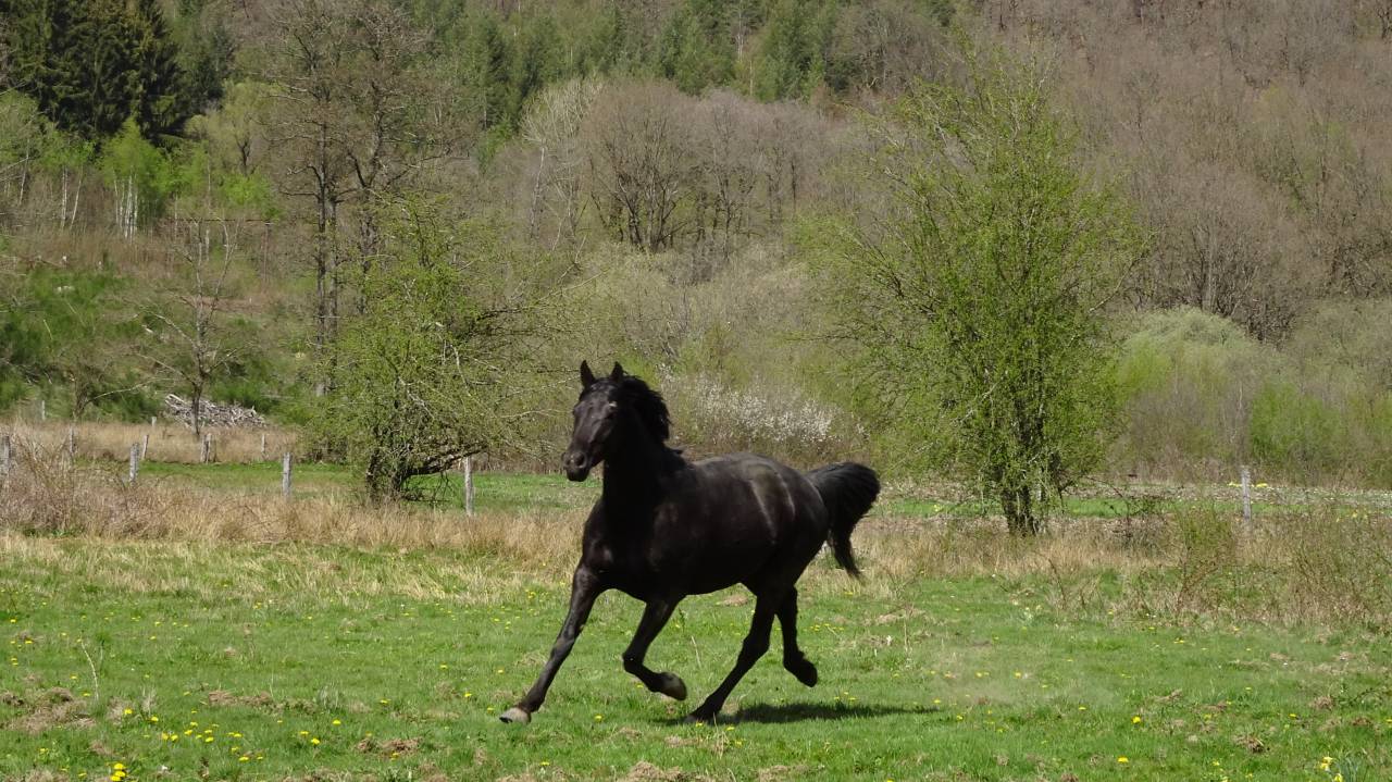 Gelding Arabian Half Blood For sale 2015 Black