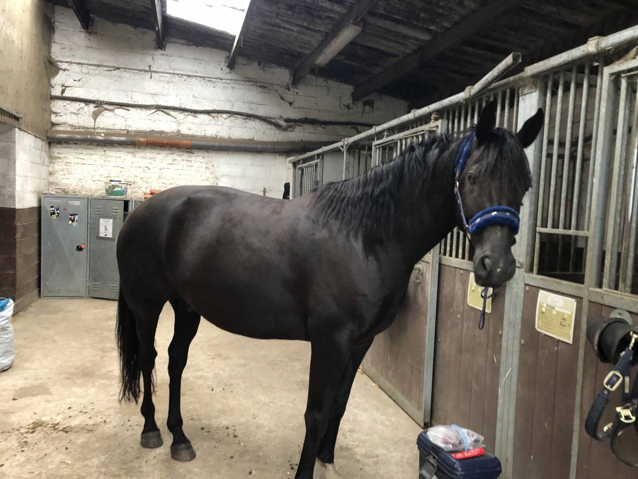 Gelding Arabian Half Blood For sale 2015 Black