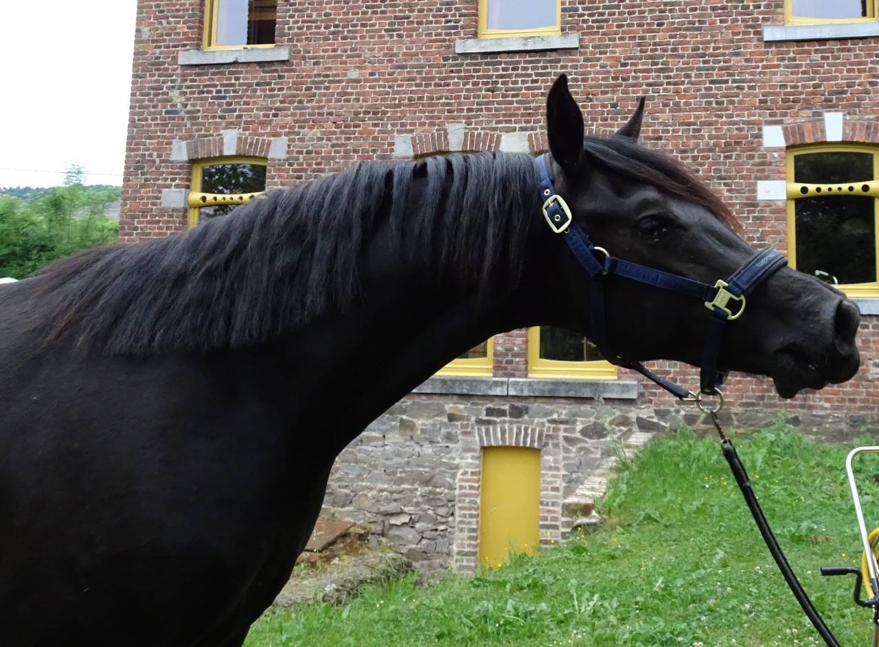 Gelding Arabian Half Blood For sale 2015 Black