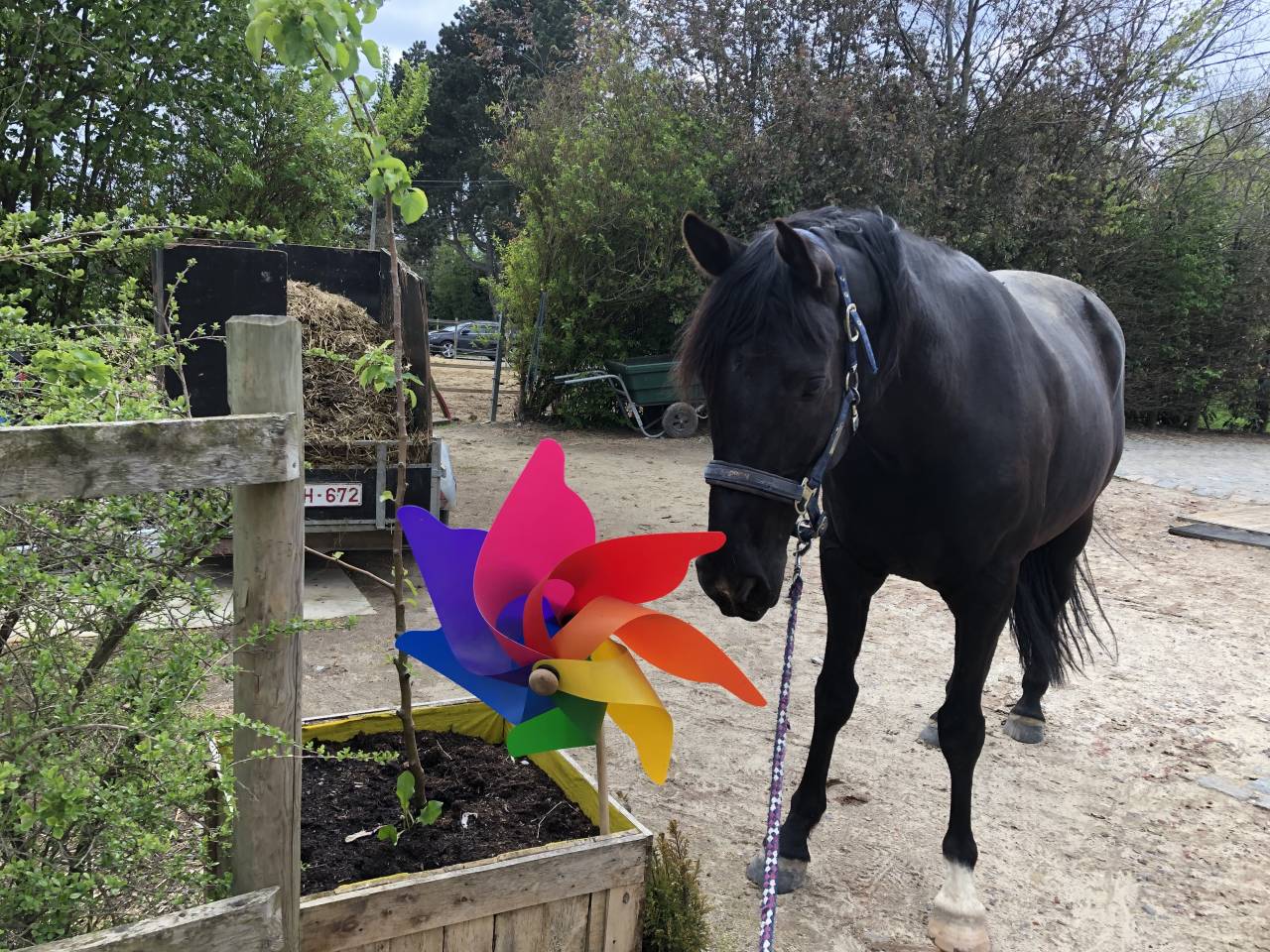 Gelding Arabian Half Blood For sale 2015 Black