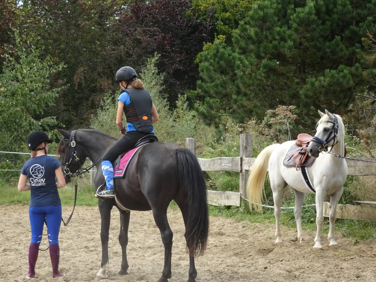 Gelding Arabian Half Blood For sale 2015 Black