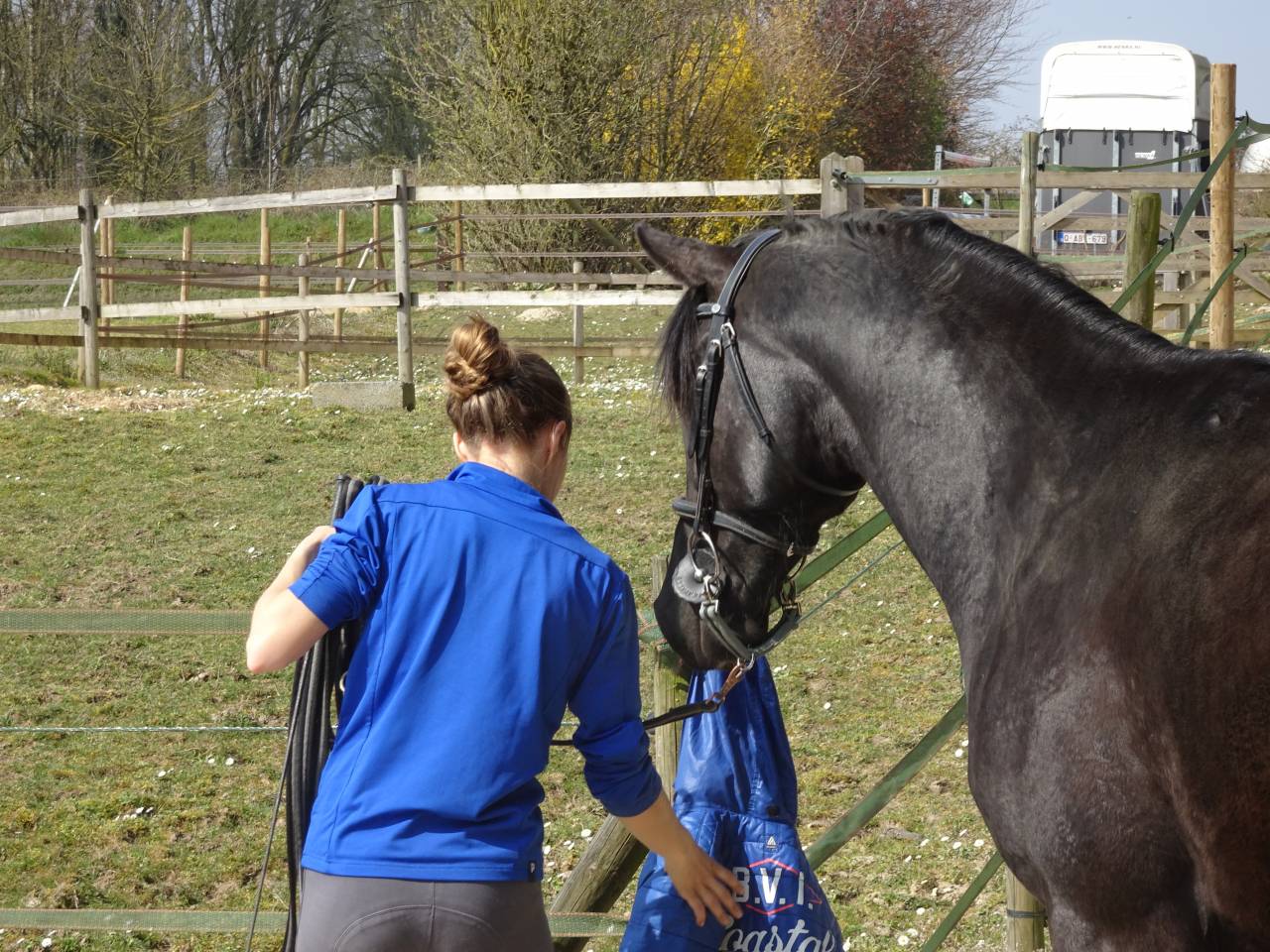 Gelding Arabian Half Blood For sale 2015 Black