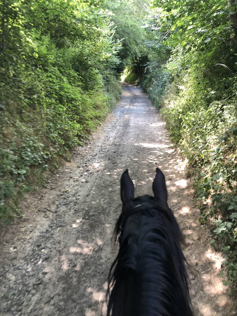 Gelding Arabian Half Blood For sale 2015 Black