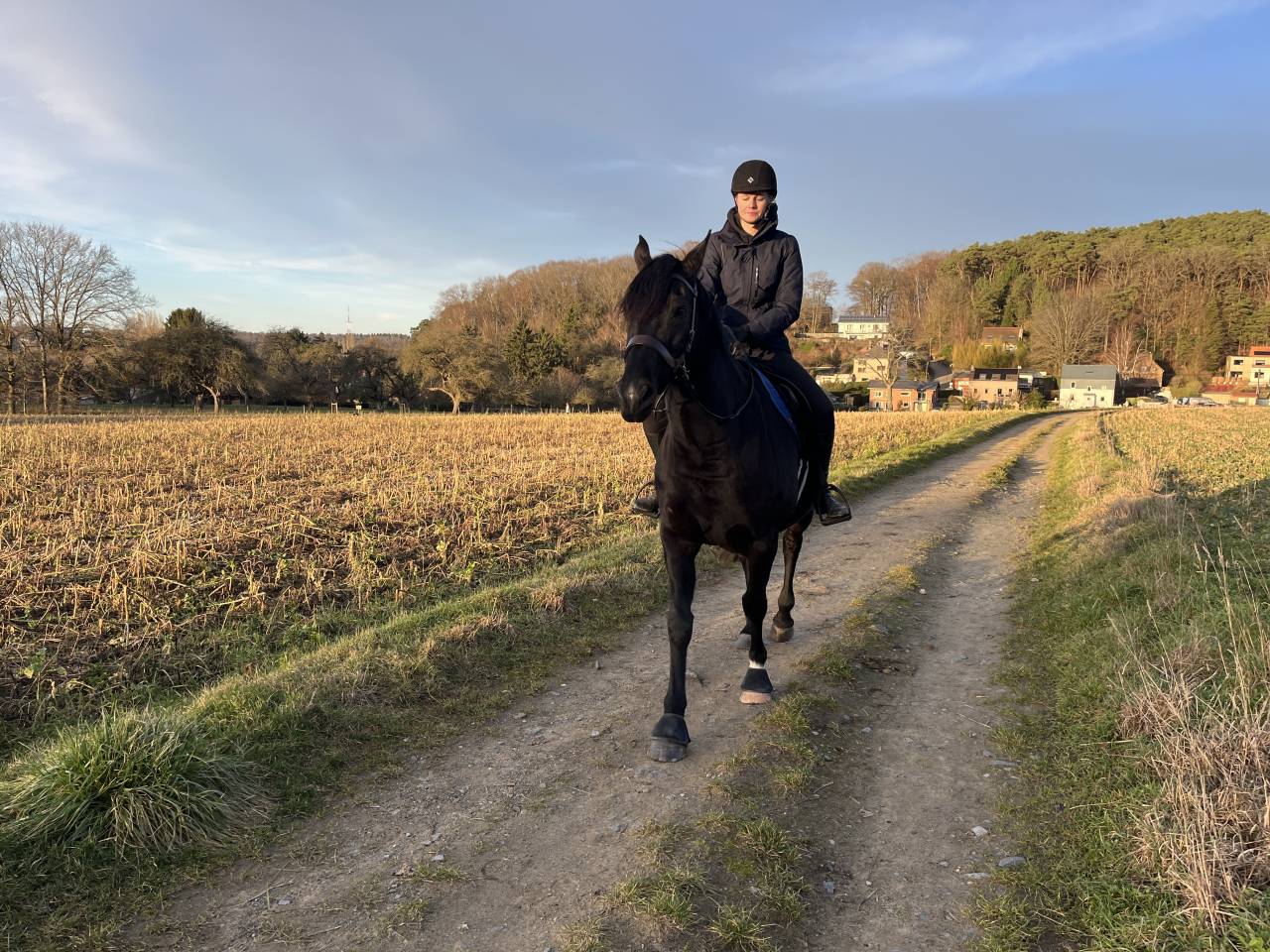 Gelding Arabian Half Blood For sale 2015 Black