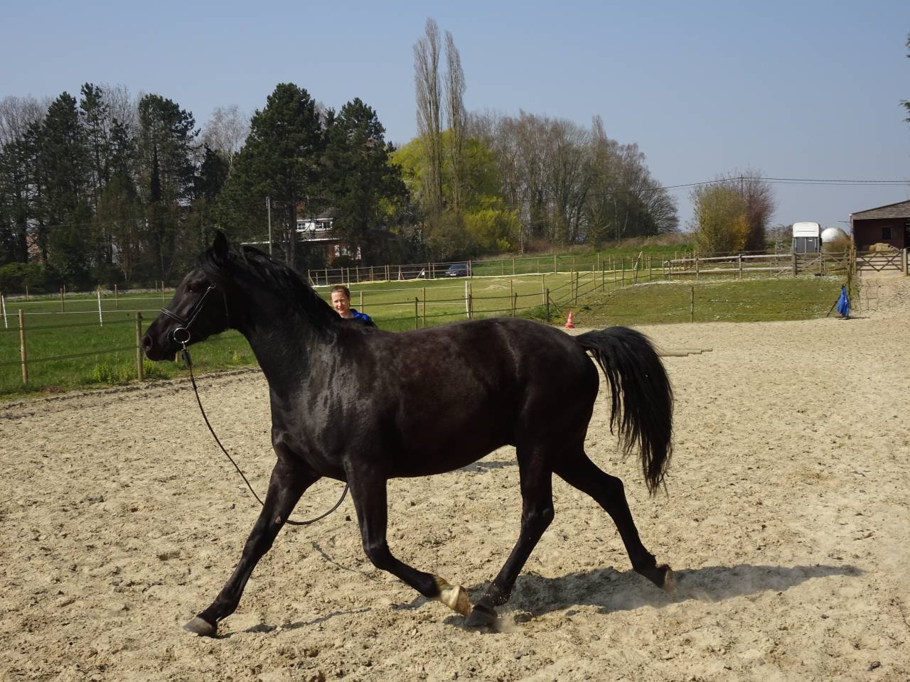 Gelding Arabian Half Blood For sale 2015 Black