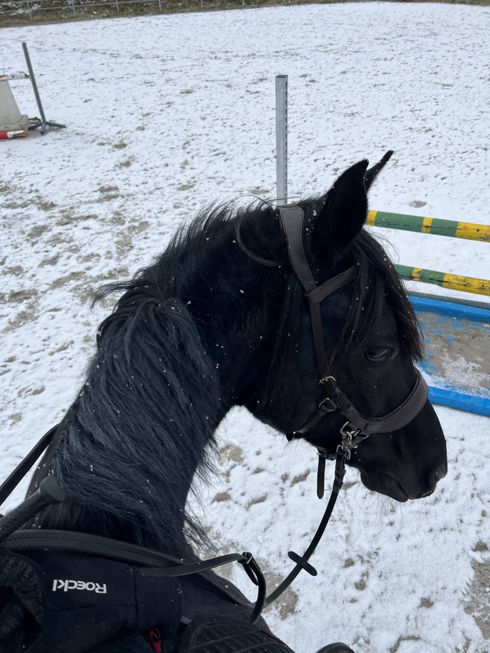 Gelding Arabian Half Blood For sale 2015 Black