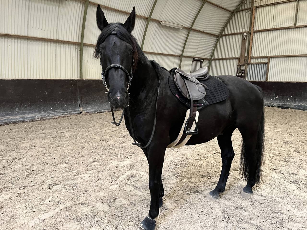 Gelding Arabian Half Blood For sale 2015 Black