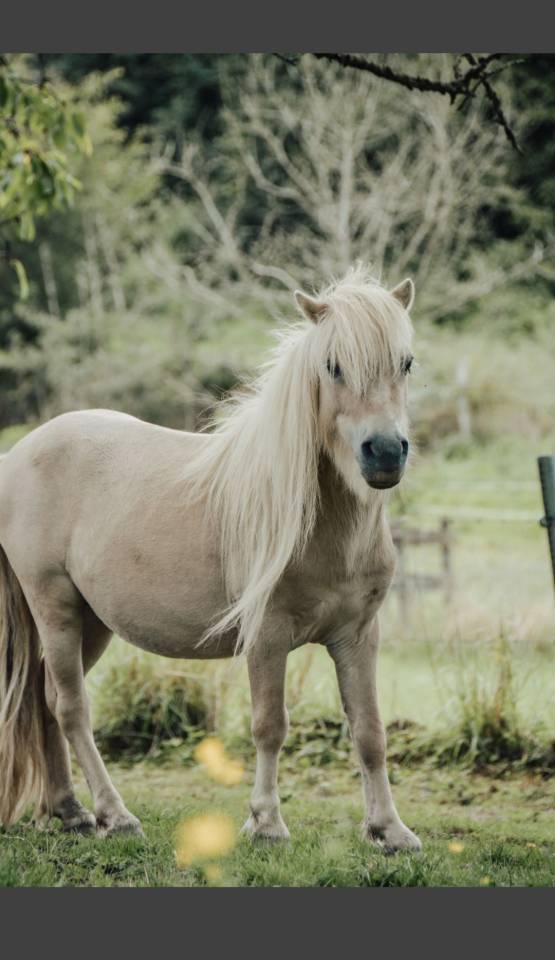 Stallion Shetland Pony For sale 2022 Other color