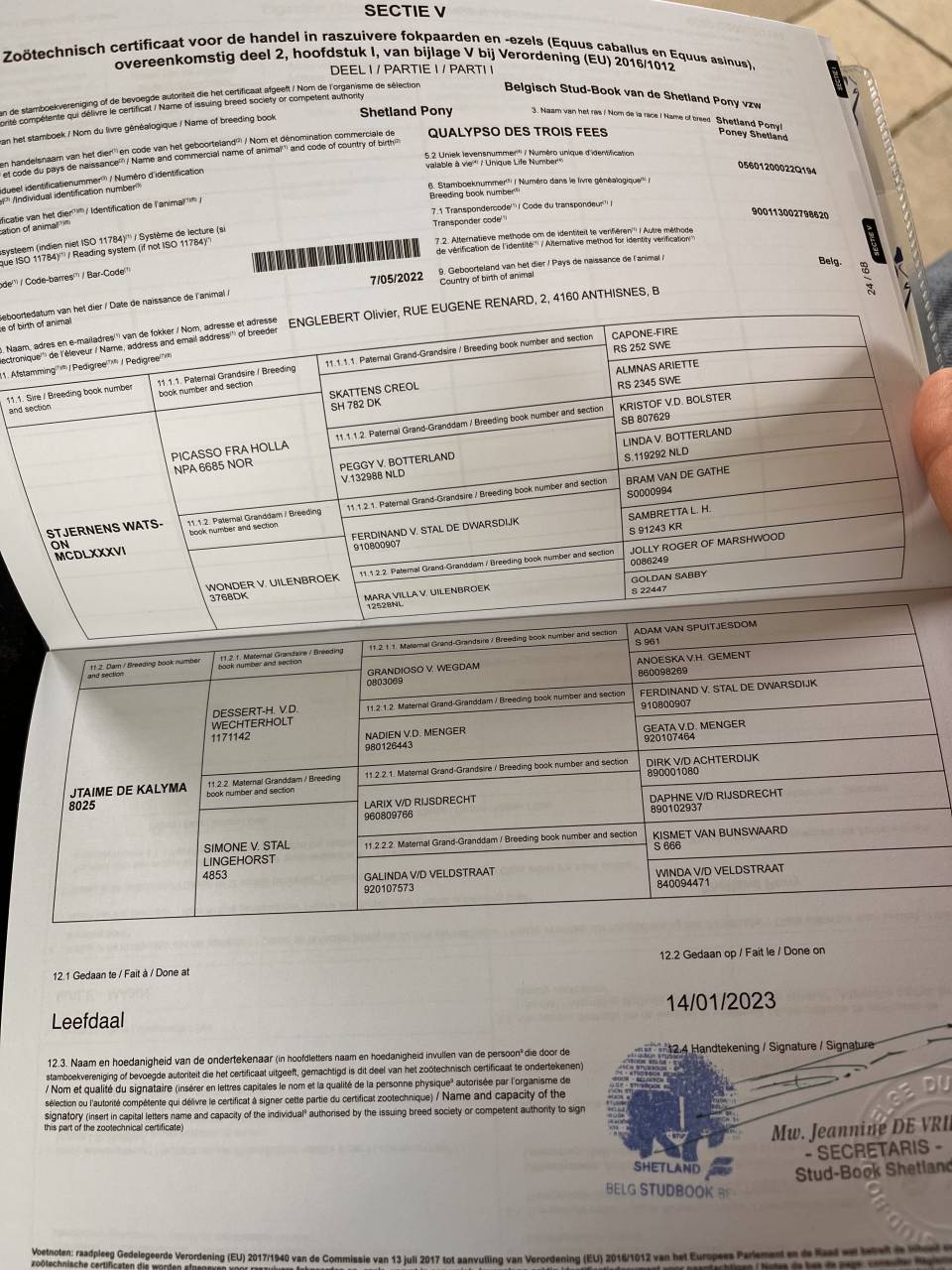 Stallion Shetland Pony For sale 2022 Other color